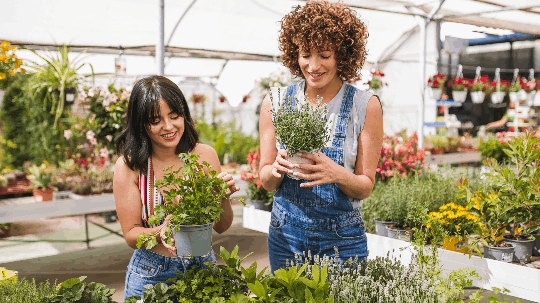 Wholesale Herb Starter Plants and Rooted Plugs at North Carolina Farms