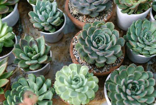 Wholesale Succulent Starter Plants and Rooted Plugs at North Carolina Farms