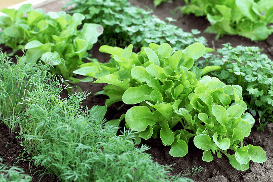Wholesale Vegetable Starter Plants, Seedlings and Rooted Plugs at North Carolina Farms