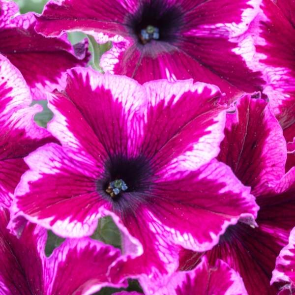 PETUNIA CRAZYTUNIA COSMIC PINK