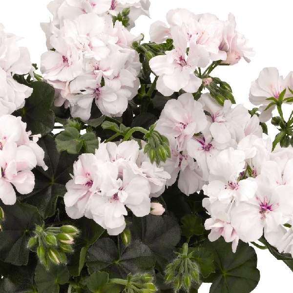 -great-balls-of-fire-white-geranium.jpg