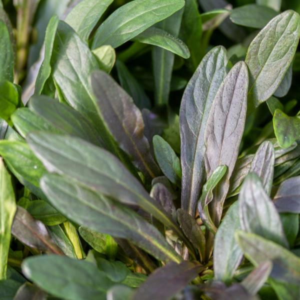 AJUGA-CHOCOLATE-CHIP.jpg