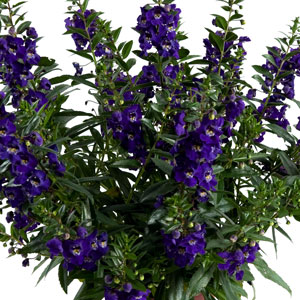 ALONIA-BIG-BLUE-Website.jpg