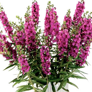 ALONIA-BIG-DARK-PINK-Website.jpg