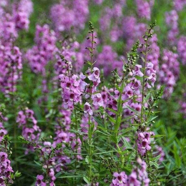 ANGELONIA SERENA BLUE