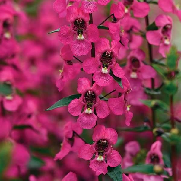 ANGELONIA SERENA ROSE
