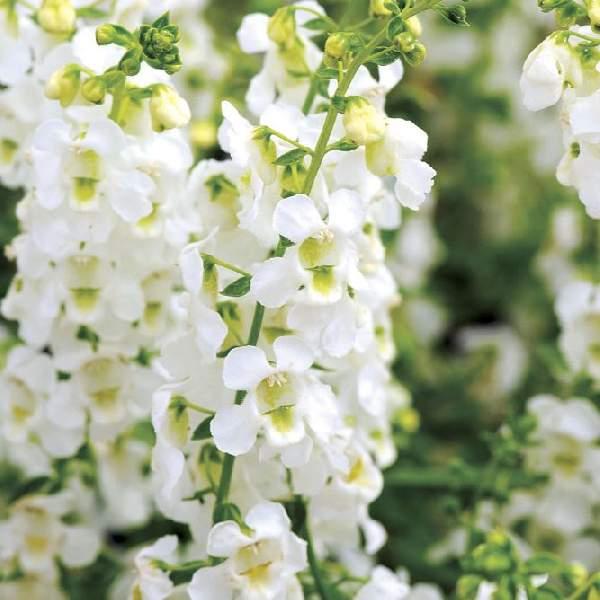ANGELONIA SERENA WHITE