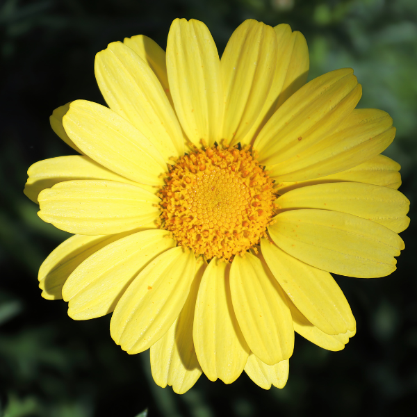 ARGYRANTHEMUM BEAUTY YELLOW