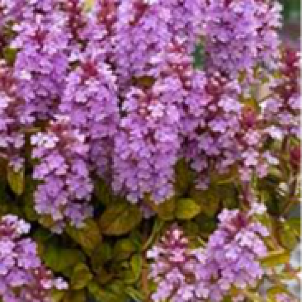 Ajuga reptans Feathered Friends Pink Pelican