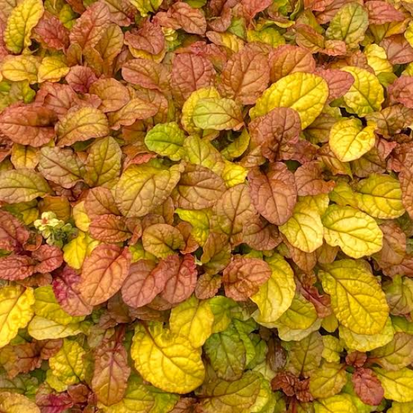Ajuga-reptans-Feathered-Friends-Pleasant-Pheasant-1785269627.jfif