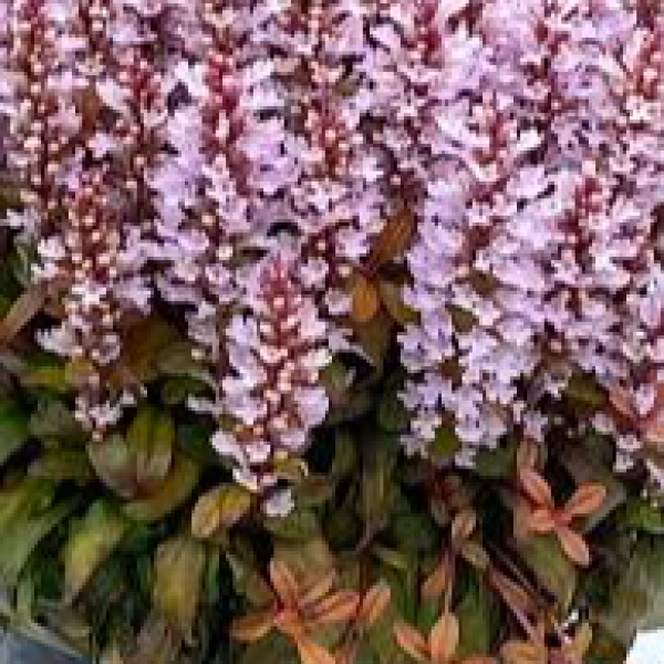 Ajuga reptans Feathered Friends Rosy Robin
