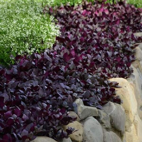 Alternanthera Purple Prince