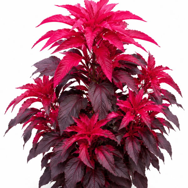 Image Of Amaranthus Early Splendor