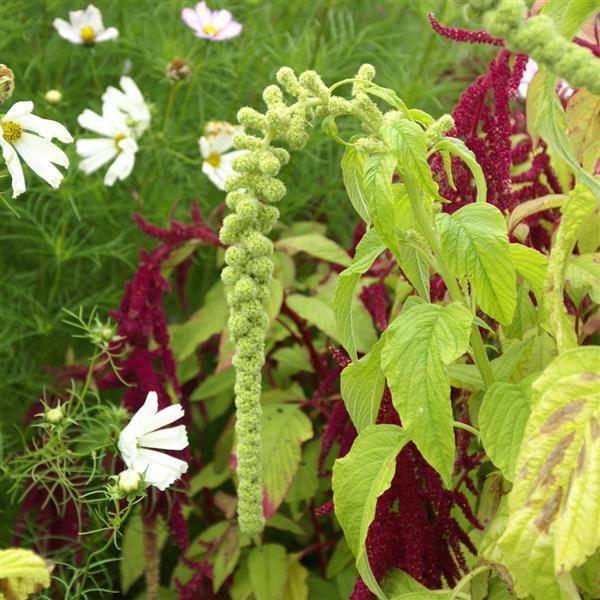 Image Of Amaranthus Green (Love Lies Bleeding)