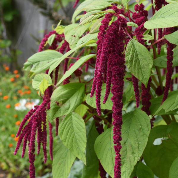 Image Of Amaranthus Red (Love Lies Bleeding)