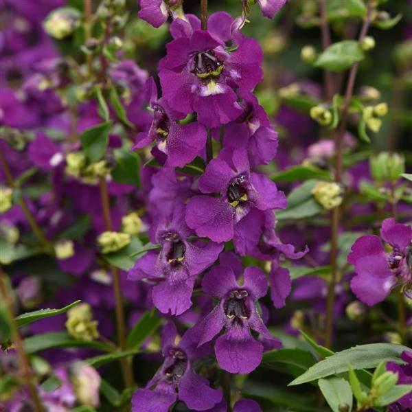 Angelonia-Serena-Purple-1753968776.jpg
