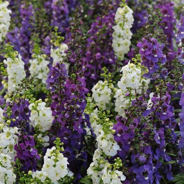 Angelonia-Serena-Waterfall-Mix-1753968816.jpg