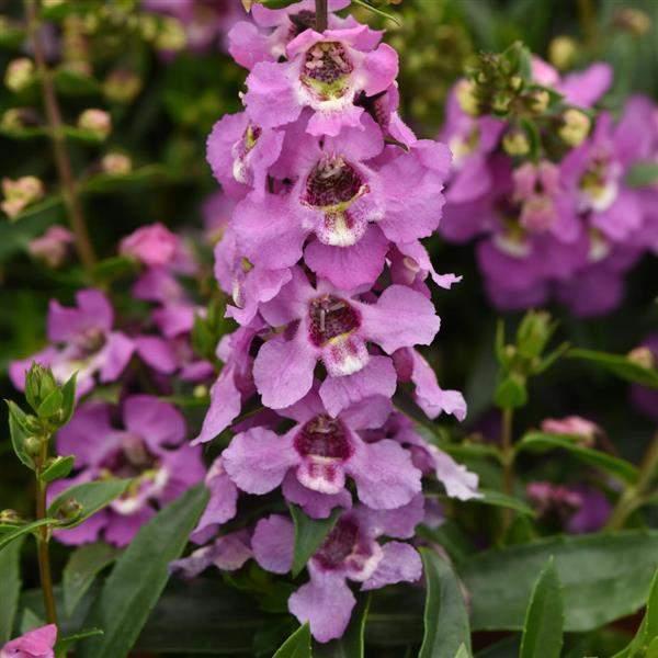 Angelonia Serenita Lavender