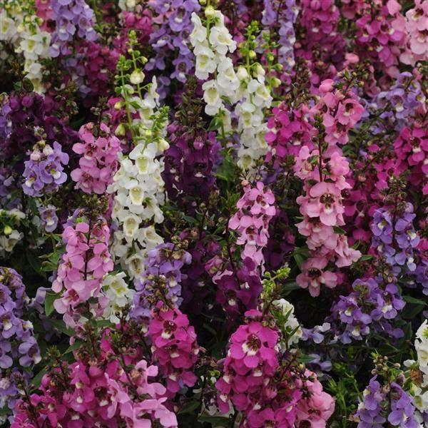Angelonia Serenita Mix