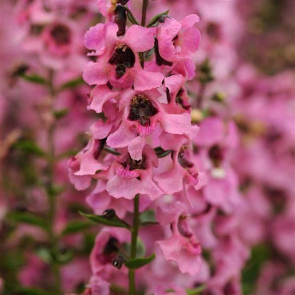 Angelonia-Serenita-Pink-1753968889.jpg