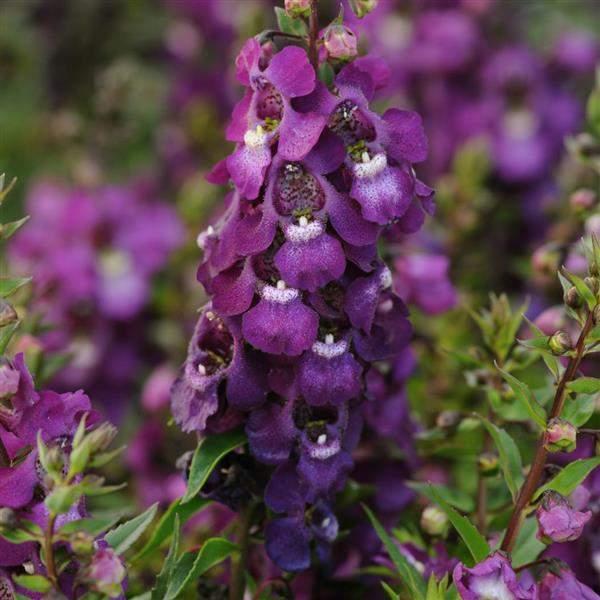 Angelonia Serenita Purple
