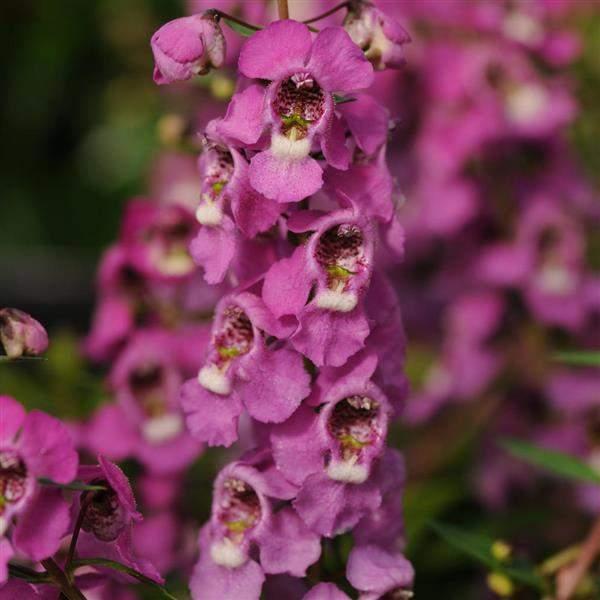 Angelonia Serenita Raspberry