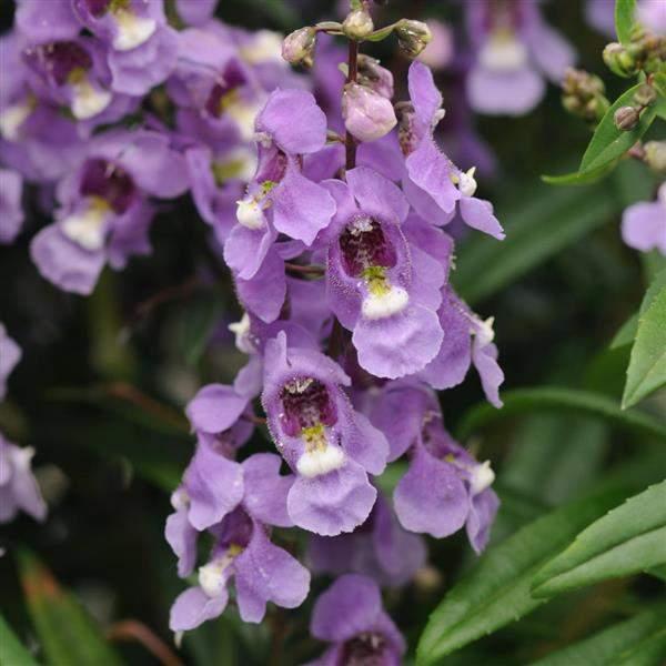 Angelonia-Serenita-Sky-Blue-1753969041.jpg
