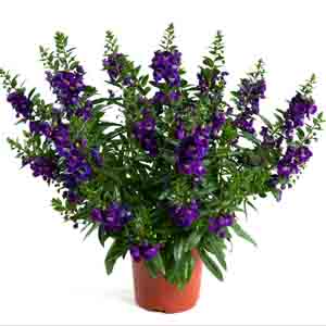 Angelonia_Alonia_Big_Blue_CROP.jpg