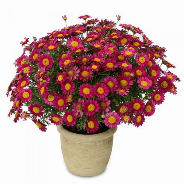 Argyranthemum