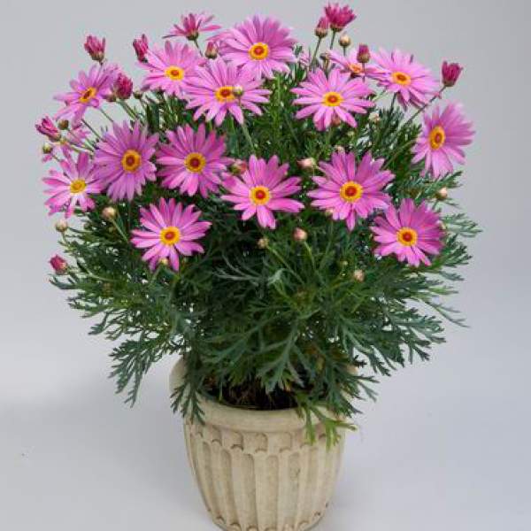 ARGYRANTHEMUM ANGELIC GIANT PINK