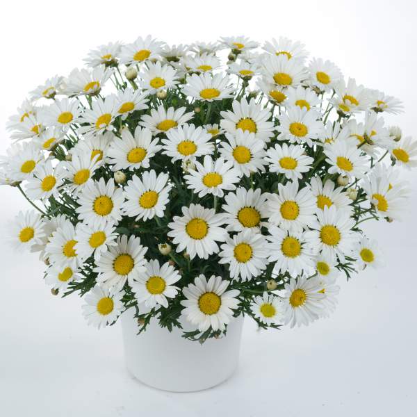 Argyranthemum Angelic Everest