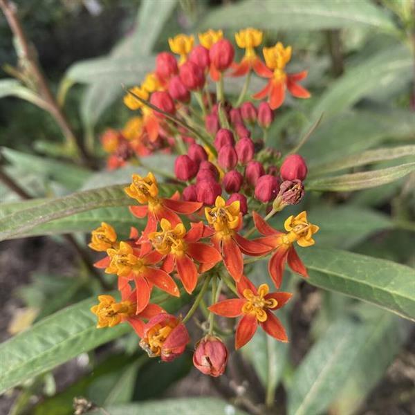 Asclepias
