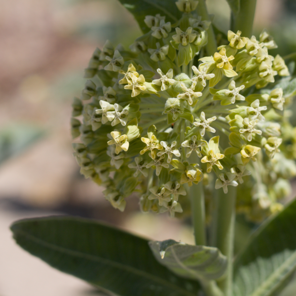 Image Of Asclepias Milkmaid