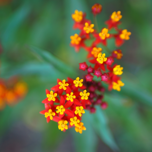 Image Of Asclepias Red Butterfly