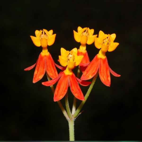 Asclepias-Silky-Deep-Red-1754503064.png