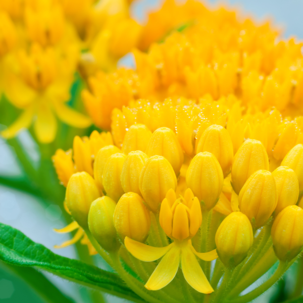 Asclepias-Silky-Gold-1754503096.png