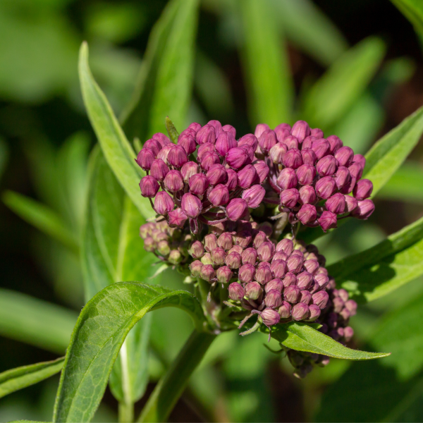Image Of Asclepias Soulmate