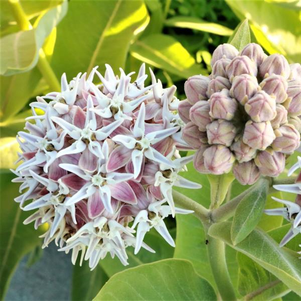 Asclepias-Speciosa-1754938791.jpg