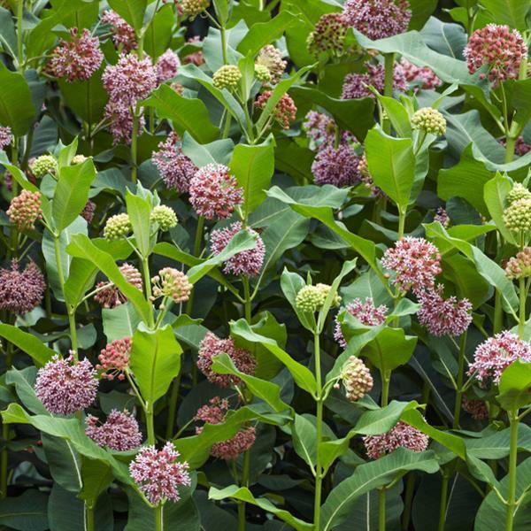Asclepias-Syriaca-1754938753.jpg