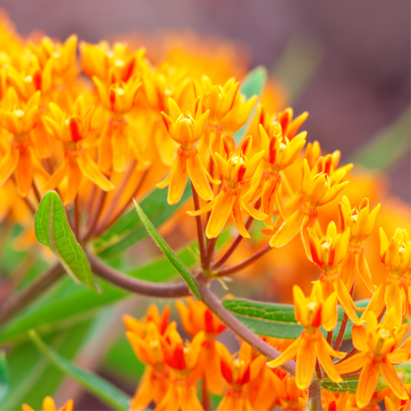Asclepias-tuberosa-Orange-Butterfly-1754503173.png