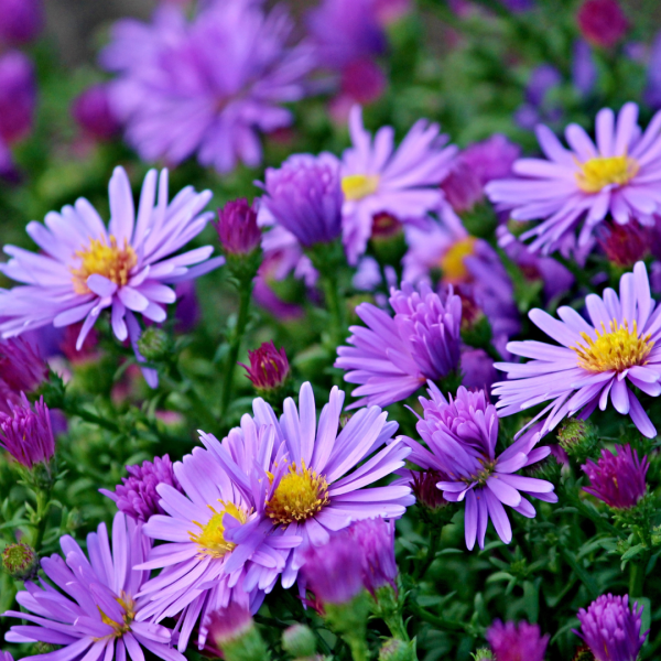 Aster-dumosus-Kickin-Lavender-1755543431.png