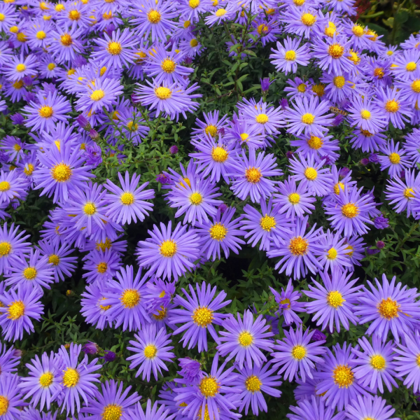 Aster dumosus Kickin Lilac Blue