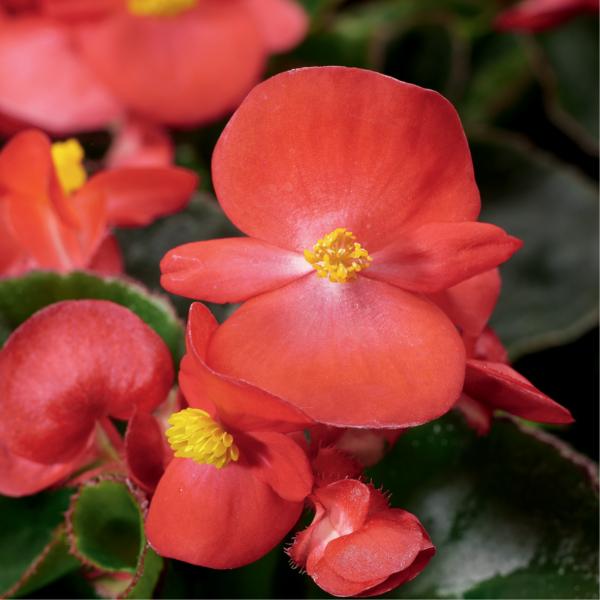 Image Of BEGONIA EUREKA SCARLET