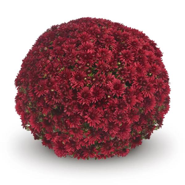 BELGIAN-MUM-BRAGA-RED-1772033200.jpg
