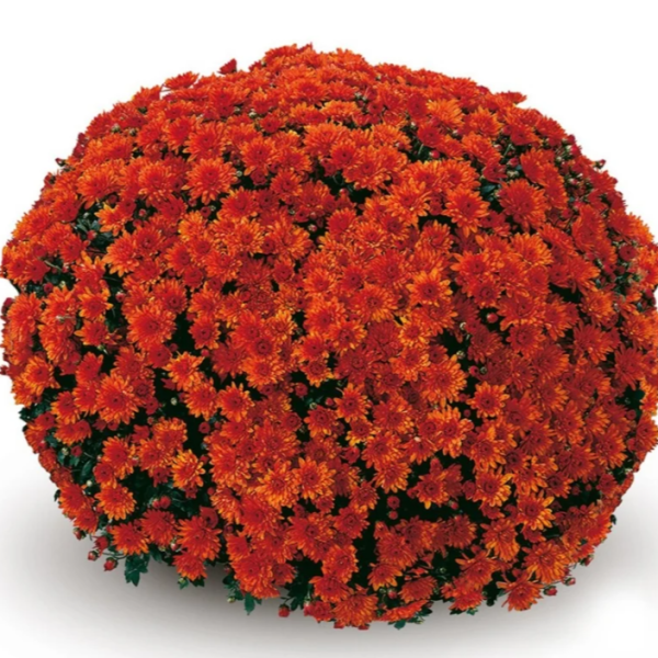 BELGIAN-MUM-KOKO-ORANGE-1772033312.png
