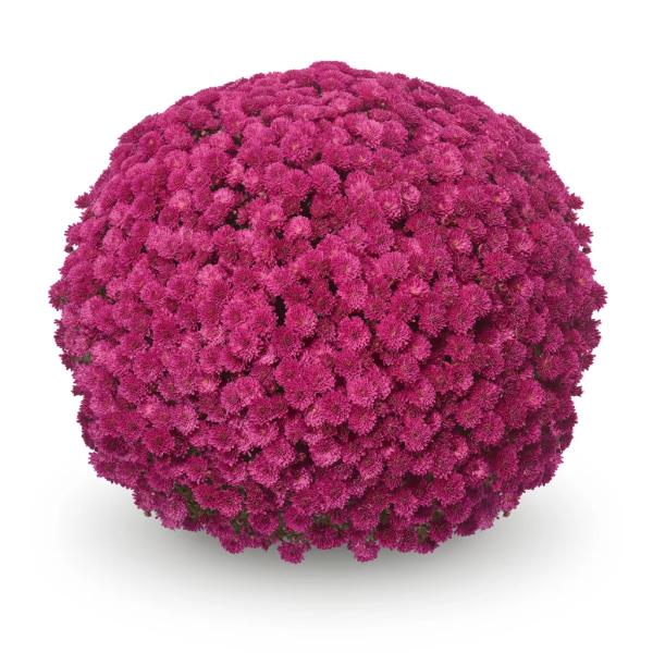 BELGIAN-MUM-KOKO-PINK-1772033373.jpg