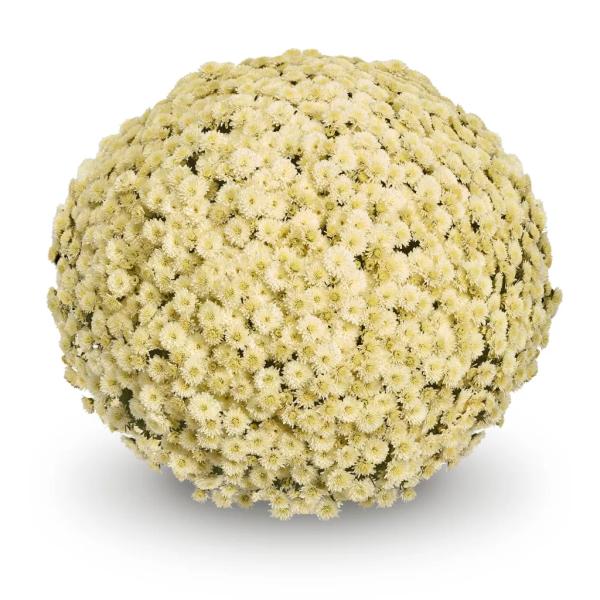 BELGIAN-MUM-KOKO-WHITE-1772033397.jpg