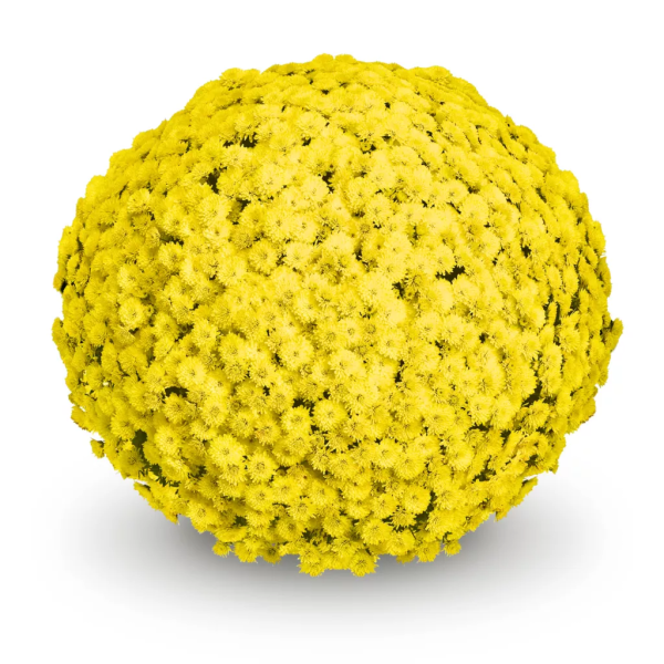 BELGIAN-MUM-KOKO-YELLOW-1772033428.png