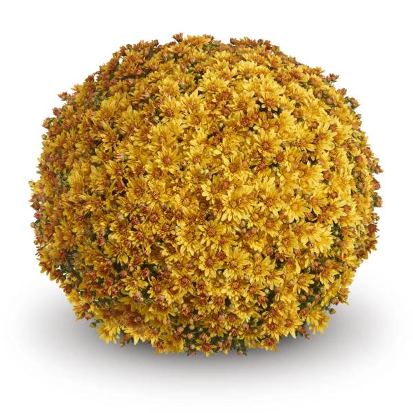 BELGIAN-MUM-MAGNUS-GOLD-1772033462.jpg