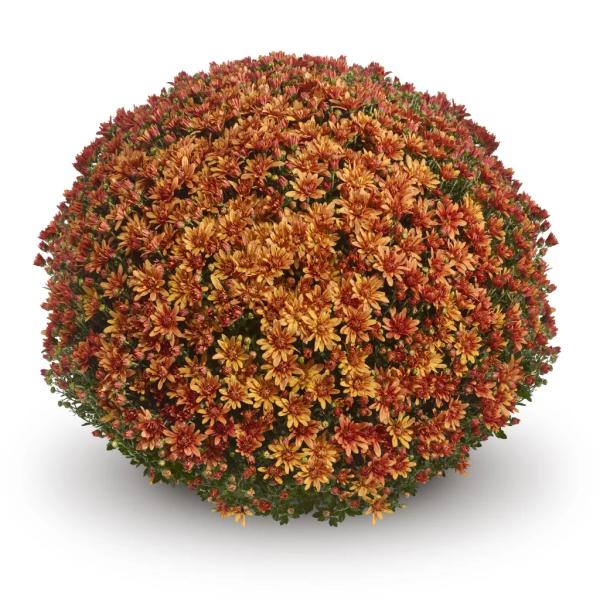 BELGIAN-MUM-MAGNUS-ORANGE-1772033491.jpg